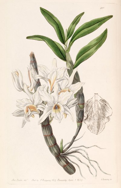 Dendrobium heterocarpum (als Syn. Dendrobium aureum var. pallidum) von Miss Drake